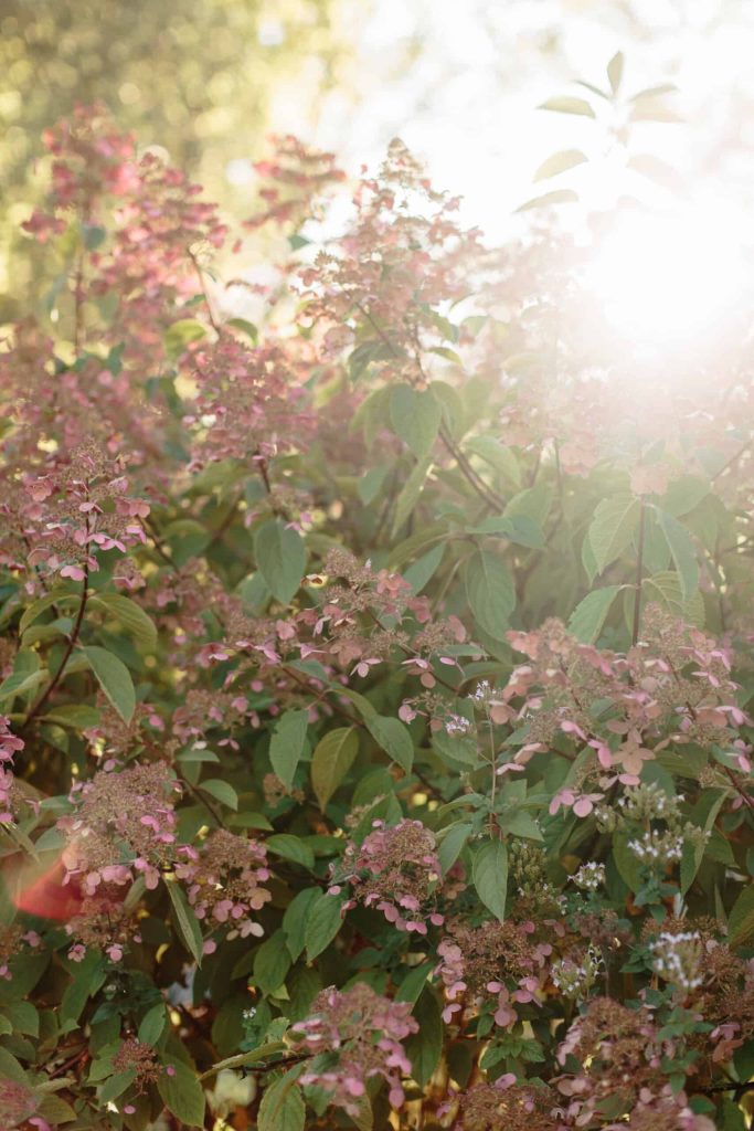 Golden Hydrangeas at M&D Farm wedding